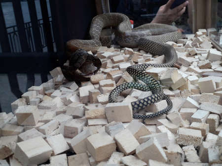 the king of the cobra snake called garaga eats a small baby python on wood