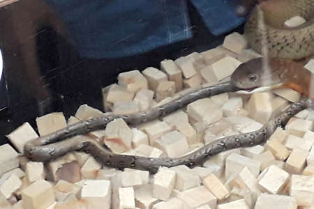 the king of the cobra called garaga eats a small baby python on wood