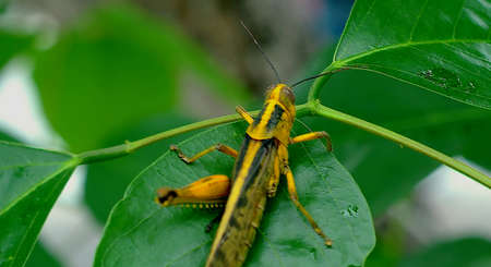 grasshopper insects perched on the green grass leavesの写真素材