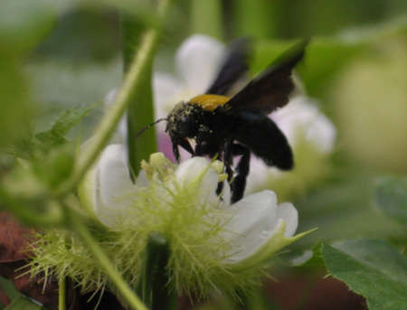 a flying bee perching on a white flowerの写真素材