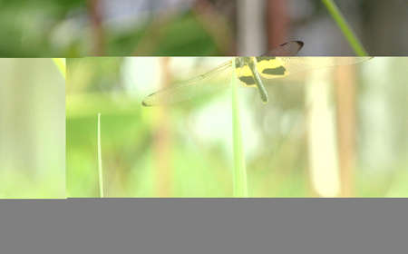 beautiful dragonfly perched on the green Leaf grassの写真素材