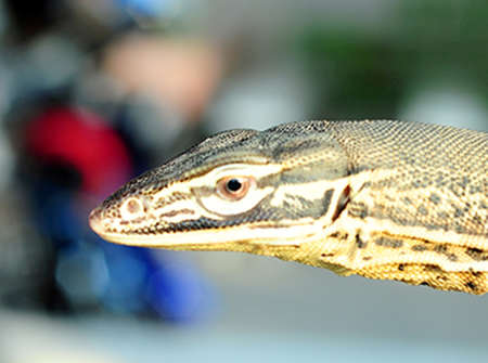 head of Komodo dragons in the zoo
