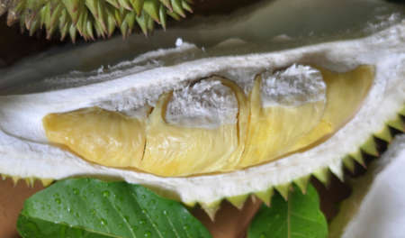 fresh split durian fruit with green leaves