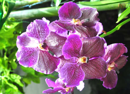 purple orchid with white motif with green leaves