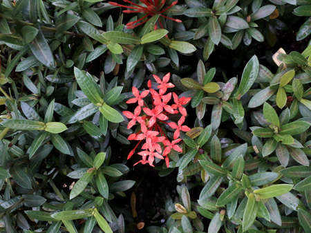beautiful red flower with green leaves