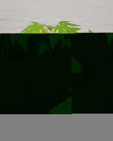 Papaya tree seeds in black polybags