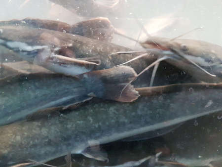 underwater of catfish on the river