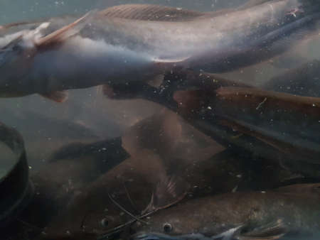 underwater of catfish on the river