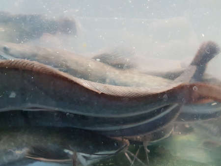 underwater of catfish on the river