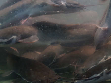 underwater of catfish on the river