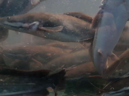 underwater of catfish on the river
