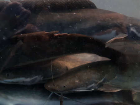 underwater of catfish on the river