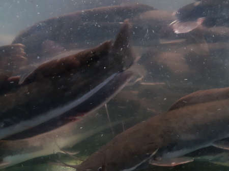 underwater of catfish on the river