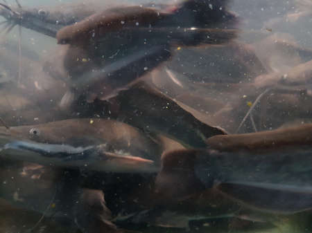 underwater of catfish on the riverの写真素材