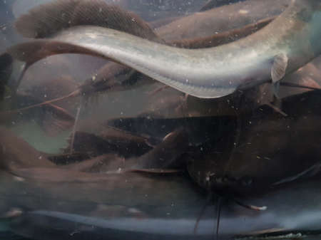 underwater of catfish on the riverの写真素材