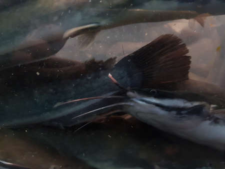 underwater of catfish on the river
