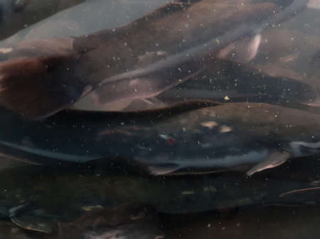 underwater of catfish on the riverの写真素材