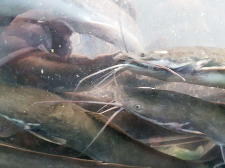 underwater of catfish on the riverの写真素材