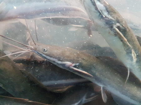 underwater of catfish on the river