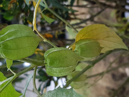 ciplukan fruit with stems and leavesの写真素材