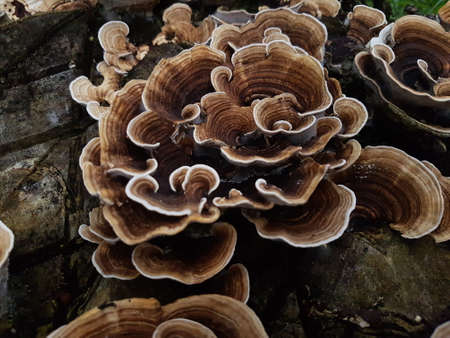 wild mushroom growing on a piece of woodの写真素材