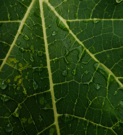 Abstract background of green leaf veins with natural lightの写真素材