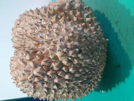 Large durian fruit closeup