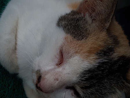 portrait of tired cat lying on green carpetの写真素材