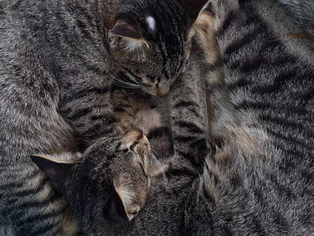 portrait of two tired striped cats lying on the floorの写真素材