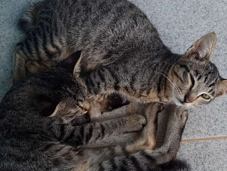 portrait of two tired striped cats lying on the floorの写真素材
