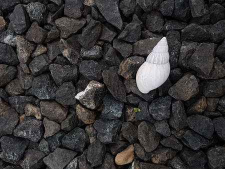 abstract background white cochlear on coralの写真素材