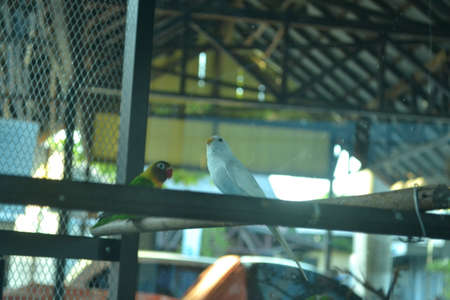 white love bird perched on a tree branch