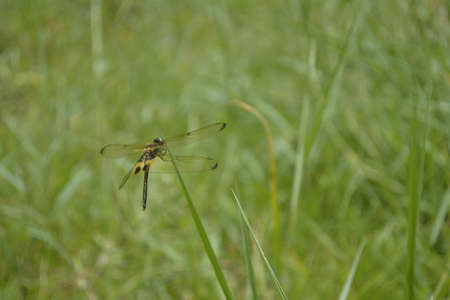 dragonfly perched on the green grass