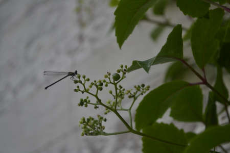 dragonfly perched on the green grass