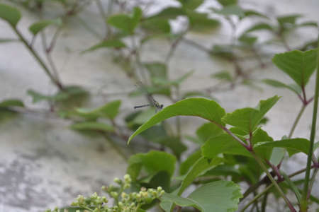 dragonfly perched on the green grass