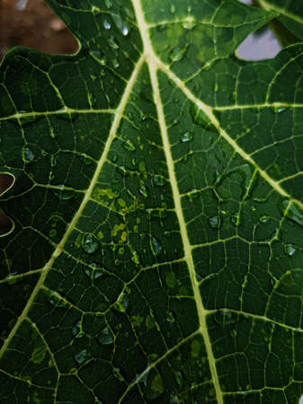 Abstract background of green leaf with natural light