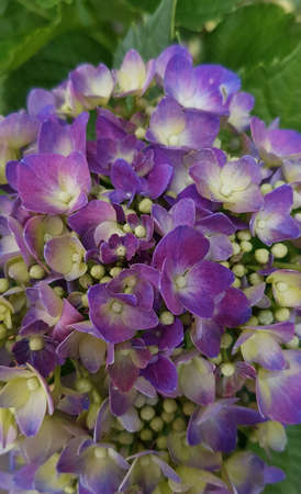 purple leaves background of alternanthera plant. creative layout made of purple leaves. nature...