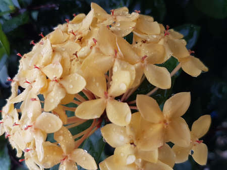 yellow flowers, natural summer background, blurred image, selective focusの写真素材