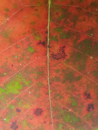 macro red leaf with line of vein texture