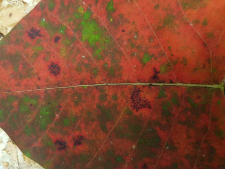 macro red leaf with line of vein texture