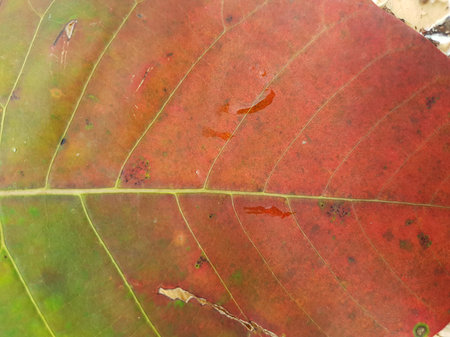 macro red and green leaf with line of vein texture