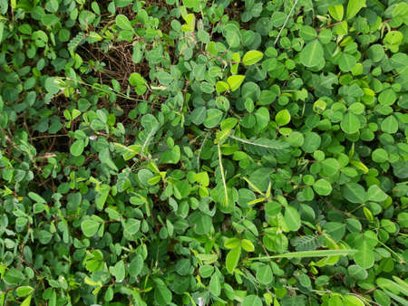 abstract background of green grass leaves