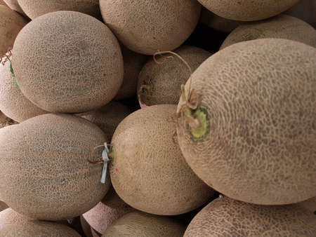 melon fruit in the market. Ripe melons, background for the sale of fruits. pile of melons for sale in the supermarketの写真素材