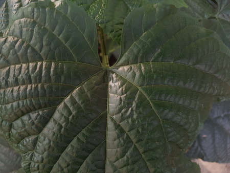 Green leaf with lovely heart patternの写真素材