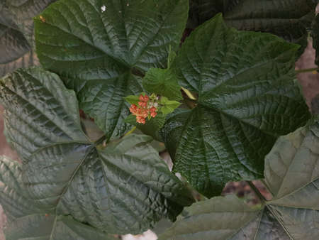 Green leaf with lovely heart pattern