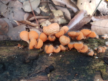 edible, hairy cup mushroom, found on the island of borneo, Indonesiaの写真素材