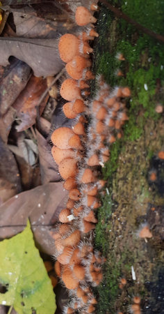 edible, hairy cup mushroom, found on the island of borneo, Indonesia