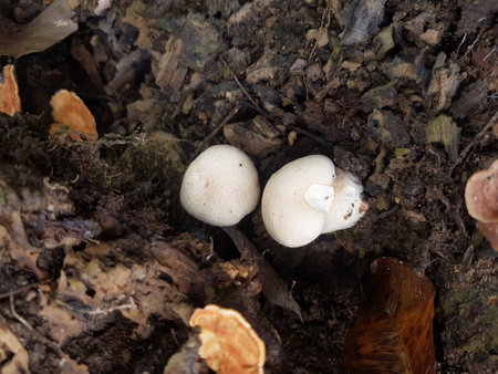 Fresh champignon mushroom in the ground. champignons growing in the ground. Nature Concept....
