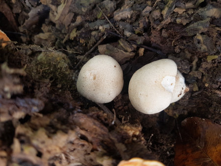 Fresh champignon mushroom in the ground. champignons growing in the ground. Nature Concept....
