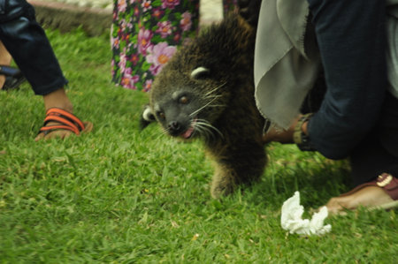 Funny beaver in the Zoo, Surabayaの写真素材